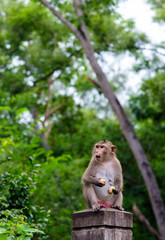 Young monkey climbing on tree