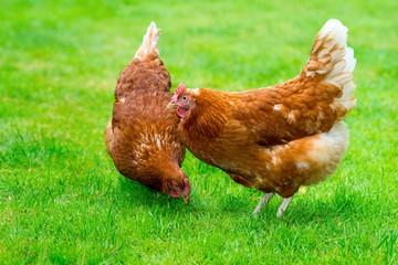 Zwei braune Hybrid-Hennen (Gallus gallus domesticus) laufen frei über eine Wiese, glückliche Hühner in artgerechter Freilandhaltung, Deutschland, Europa, Banner 