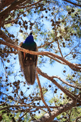Peacock on the pine tree, bottom view to up.