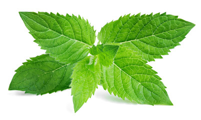Fresh raw mint leaves isolated on white background © Roman Samokhin