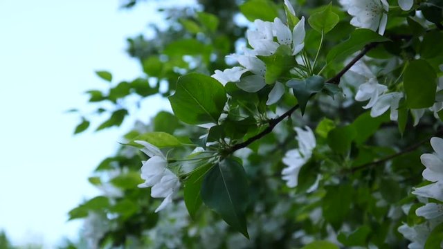 Blossoming of white apple chinese tree. Great nature spring scene with blooming branches. Video HD footage 1920x1080 shooting of static camera.
