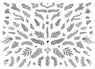 Hand sketched floral design elements, flowers and leaves for text decoration