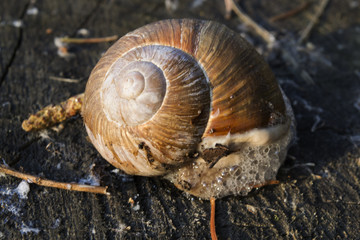 Snail on black earth