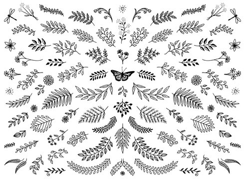 Hand sketched floral design elements, flowers and leaves for text decoration