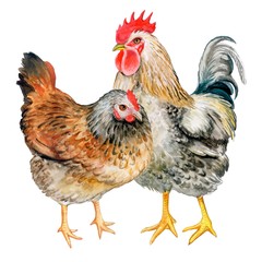 Chicken and rooster on a white background. Watercolor. Illustration