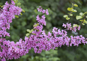 Blühender Gewöhnlicher Judasbaum (Cercis siliquastrum)