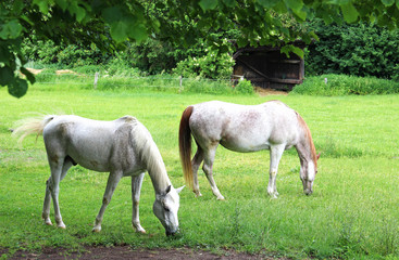 Obraz na płótnie Canvas two beautiful white Arabian horses on a paddock