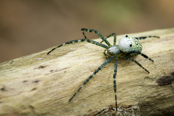 Image of Cyrtophora Moluccensis Spider(Male)(Doleschall, 1857., Tent Spider) on the timber on nature background. Insect Animal