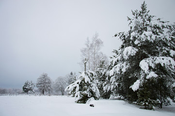 Tranquil scene of winter with snow covered fir and other trees in the evening