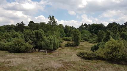 Heideblühen in der Westruper Heide