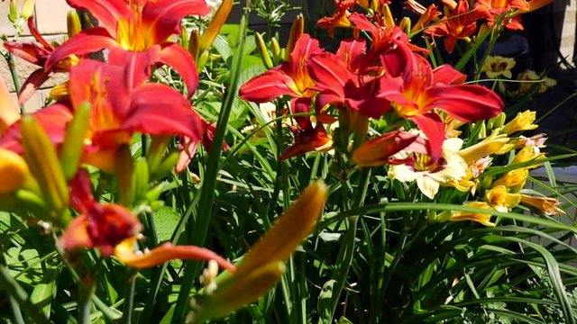 Ginger daylily (Hemerocallis) in the garden.