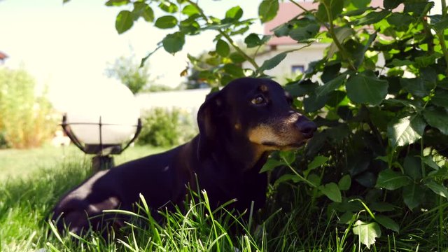 The black dachshund lies in the shadow of a bush in the garden.
