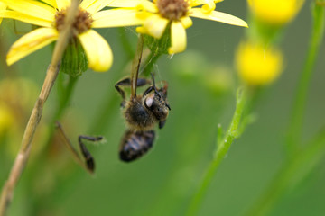 Dead honey bee caught in a spider web off ragwort wild flowers