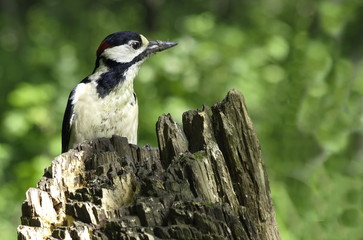 Great spotted woodpecker on a stump. 