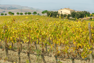 Fototapeta na wymiar grape vines in autumn
