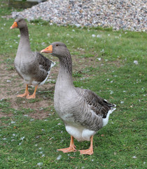 gänse im garten