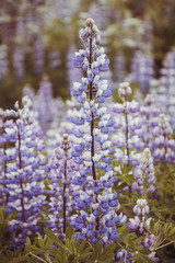 Obraz premium Lupinen in Island