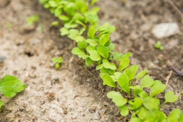 Radish sprouting in garden