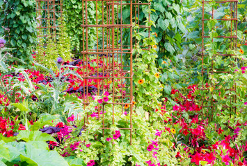 Natural green wall with climbing plants