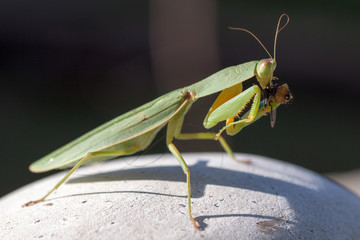 Grasshopper eating an insect