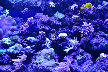 Naklejka na ściany i meble Many fish float on the background of coral and stones