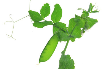 Zuckerschote, Zuckererbse, Kefe (Pisum sativum) Pflanze mit Schote freigestellt vor weißem...