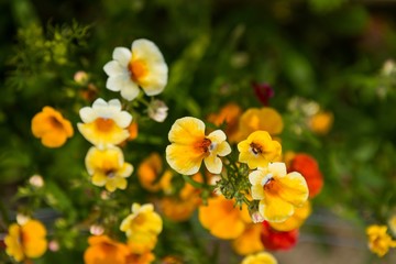 Obraz premium Beautiful small flowers blooming in garden