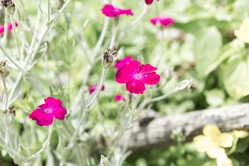 Beautiful small flowers blooming in garden