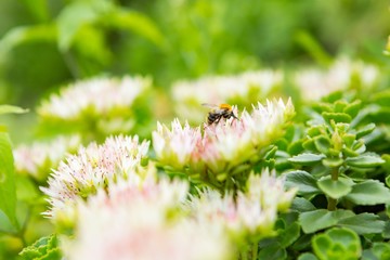 Bee sitting on flower
