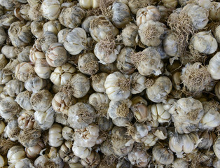 fresh garlics in a market