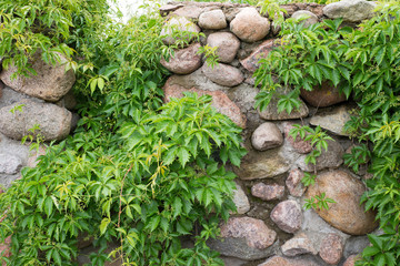 Kamienny mur otoczony liśćmi