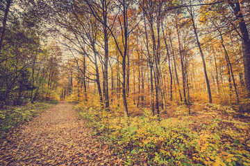 Path with fallen leaves in golden autumn forest, fall landscape