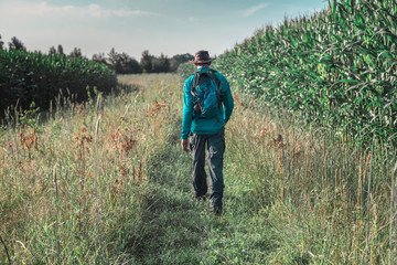 Naklejka na ściany i meble Man with hat and backpack walking along corn field. Rear view.