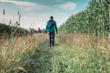 Man with hat and backpack walking along corn field. Rear view.