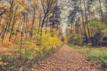 Path with fallen leaves in golden autumn forest, fall landscape