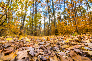 Landscape of autumn forest, fallen leaves on road, low angle view
