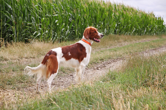 irish setter standing in the field
