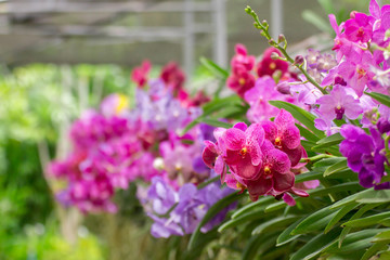 Obraz premium The bouquet of colorful orchid flowers in the nature 