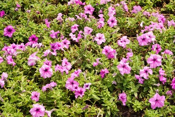 purple petunia hybrida flower in nature garden