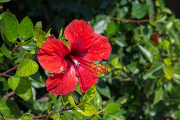 Czerwony hibiskus © Robert