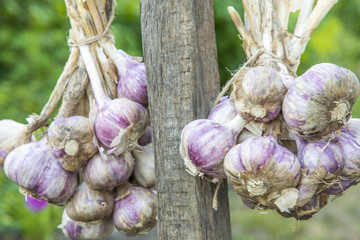 Harvest of the garlic in bundle