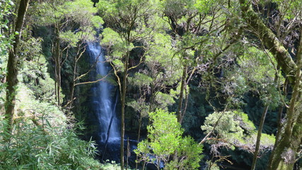 Waterfall in the Trees