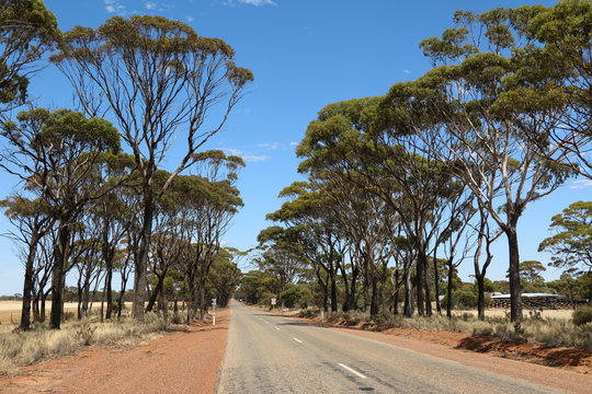 Long Street In The Wheatbelt Region In Western Australia