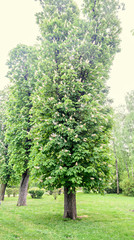 Big chestnut green tree with white flowers, close up