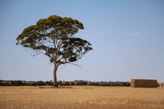 Wheatbelt Region in Western Australia in summer