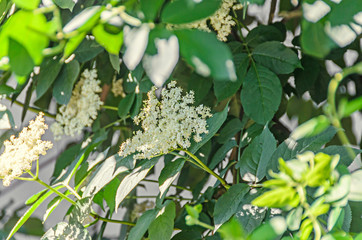 White bunch flowers of Sambucus, green leafs shrub. The various species are commonly called elder or elderberry