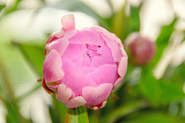 Pink peony flower with bud, bokeh blur background, genus Paeonia, family Paeoniaceae