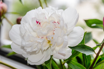 White peony flower with buds, green leafs,  genus Paeonia, family Paeoniaceae