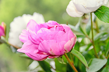 Pink peony flower with bud, bokeh blur background, genus Paeonia, family Paeoniaceae