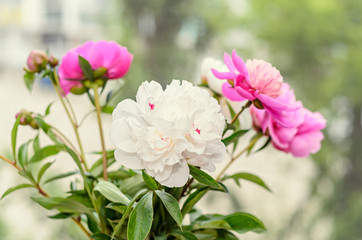 Bouquet of pink and white peony flowers with buds, bokeh blur background, genus Paeonia, family Paeoniaceae